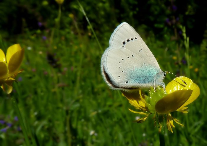 Farfalle della Val Nerina (e dintorni)
